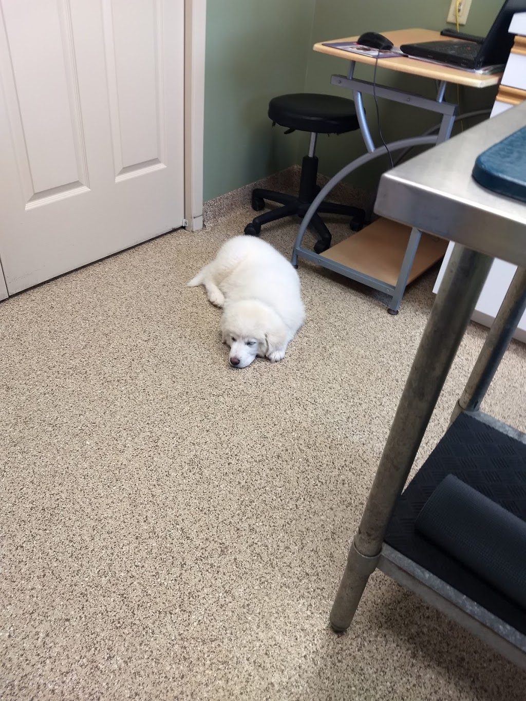 Otonabee Animal Hospital | 3881 Wallace Point Rd, Peterborough, ON K9J 6Y3, Canada | Phone: (705) 743-4936