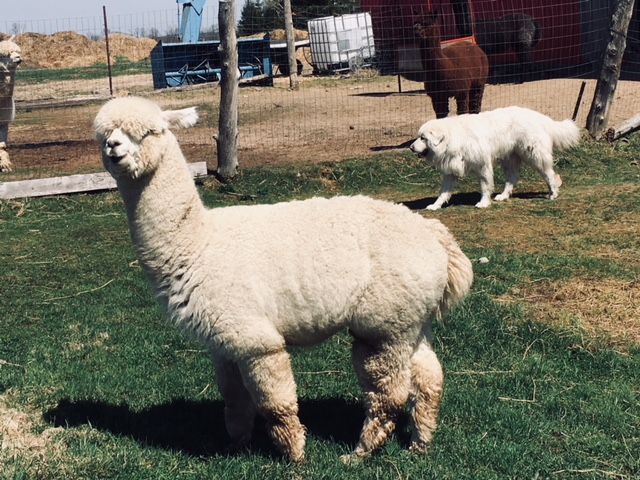 Willow Lane Alpacas | 44 Québec Rte 148, Bristol, QC J0X 1G0, Canada | Phone: (819) 647-5402