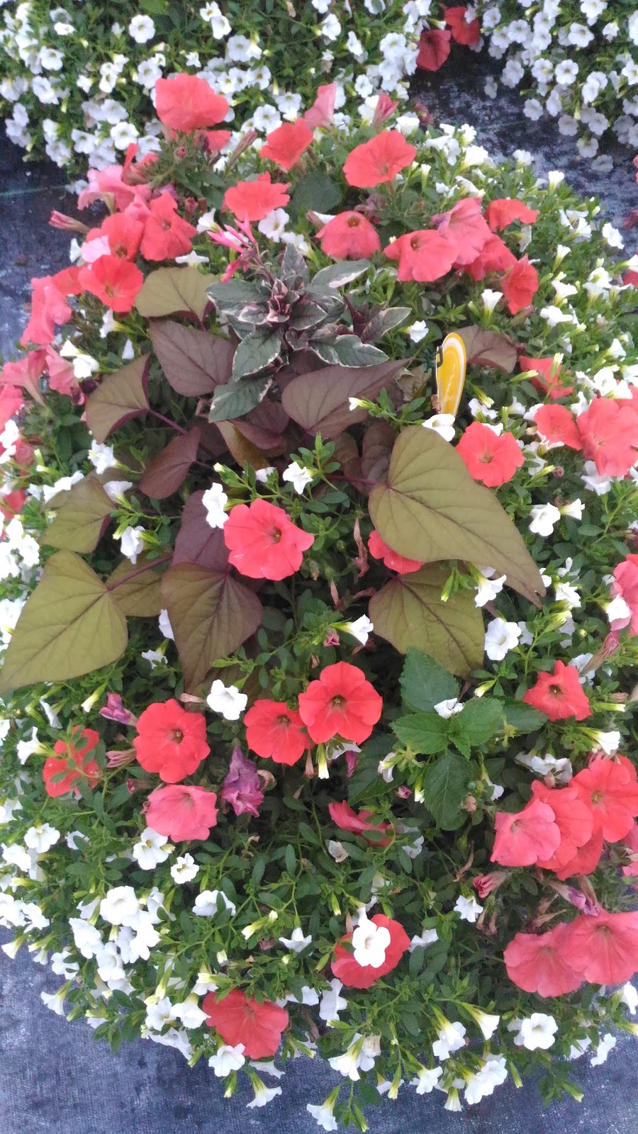 Linwell Gardens Ltd | 5280 S Service Rd, Beamsville, ON L0R 1B3, Canada | Phone: (905) 563-6383