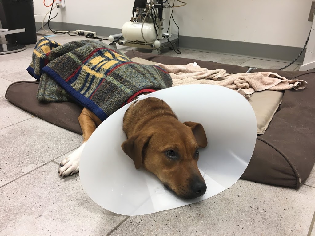 The Spay Clinic | 10575 111 St NW, Edmonton, AB T5H 3E8, Canada | Phone: (780) 426-4221