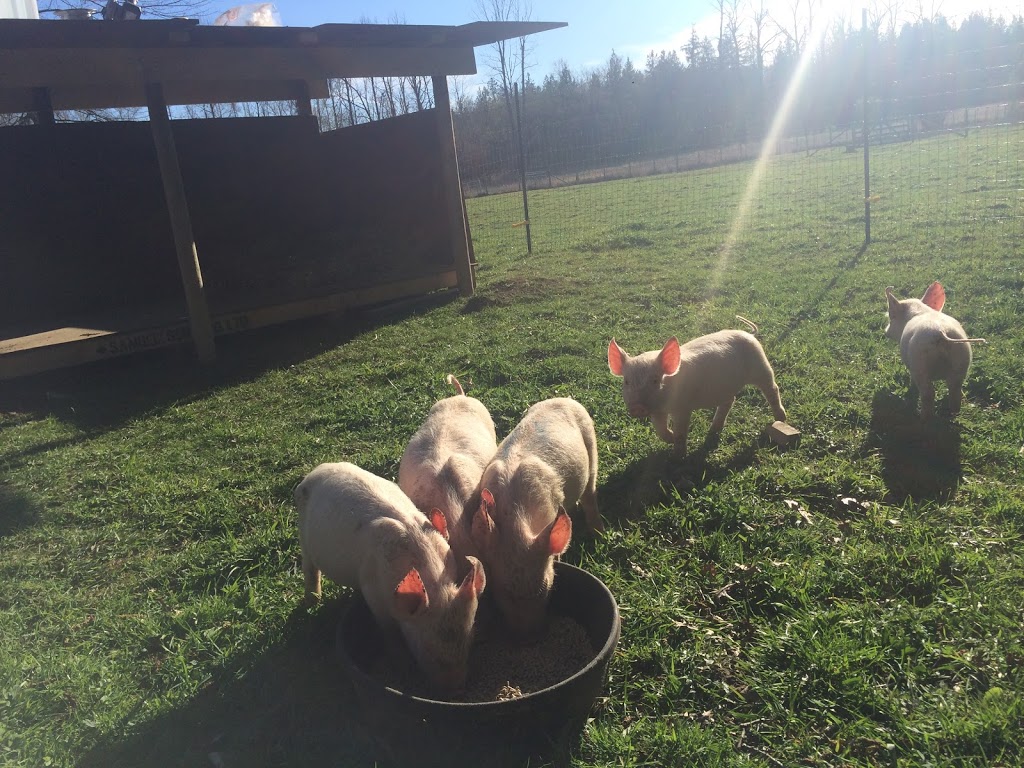 June Creek Farm | 24622 35 Ave, Langley City, BC V2Z 1J2, Canada | Phone: (604) 809-0594