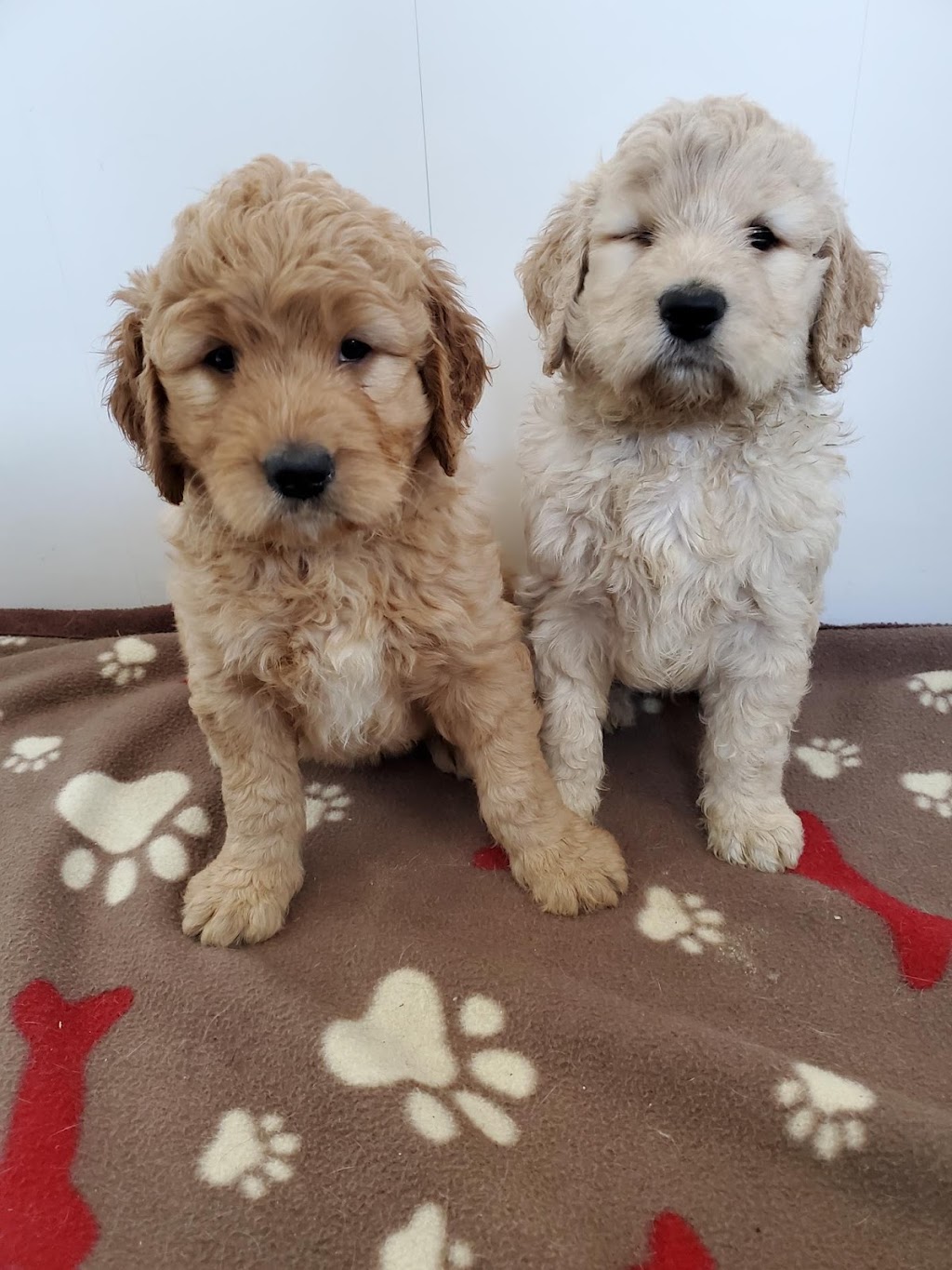 Élevage de Chien Aux Petits Calins | 271 Rang 2 de Ramsay, Saint-Félix-de-Valois, QC J0K 2M0, Canada | Phone: (450) 271-7526