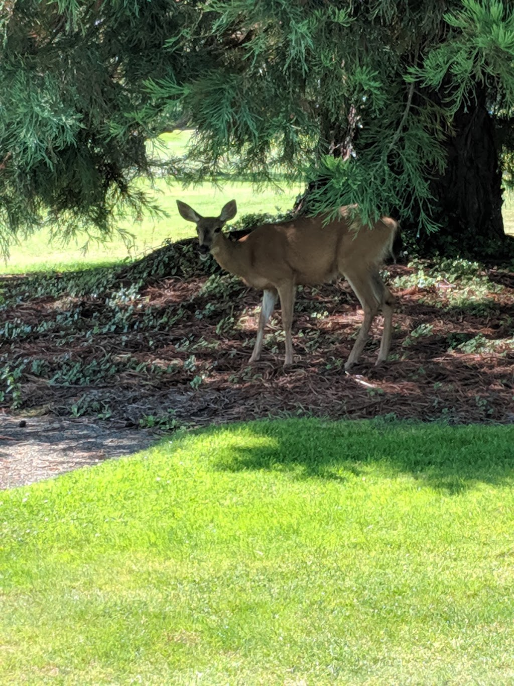 Cordova Bay Golf Course | 5333 Cordova Bay Rd, Victoria, BC V8Y 2L3, Canada | Phone: (250) 658-4444