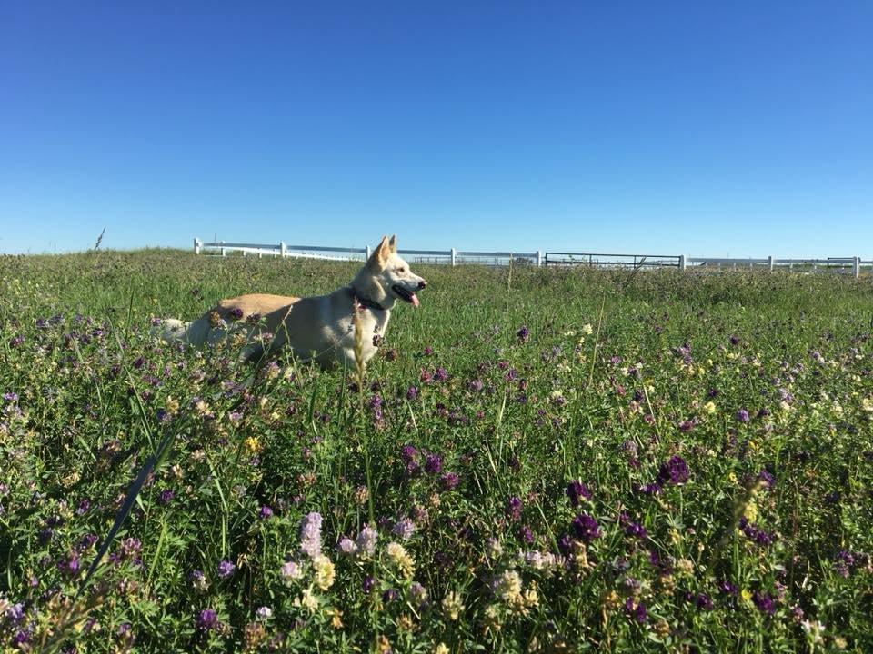 Irricana Kountry Kennel | Box 744, Irricana, AB T0M 1B0, Canada | Phone: (403) 970-4400
