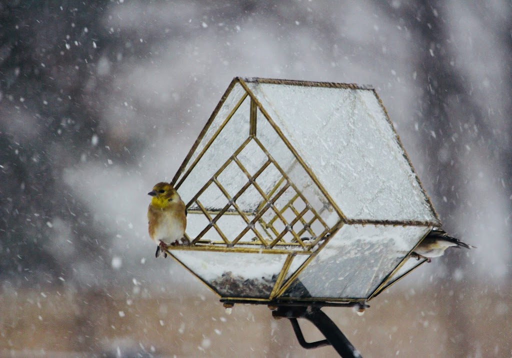 Moore Birdfeeders | 316224 Highway 6, Chatsworth, ON N0H 1G0, Canada | Phone: (519) 221-7247