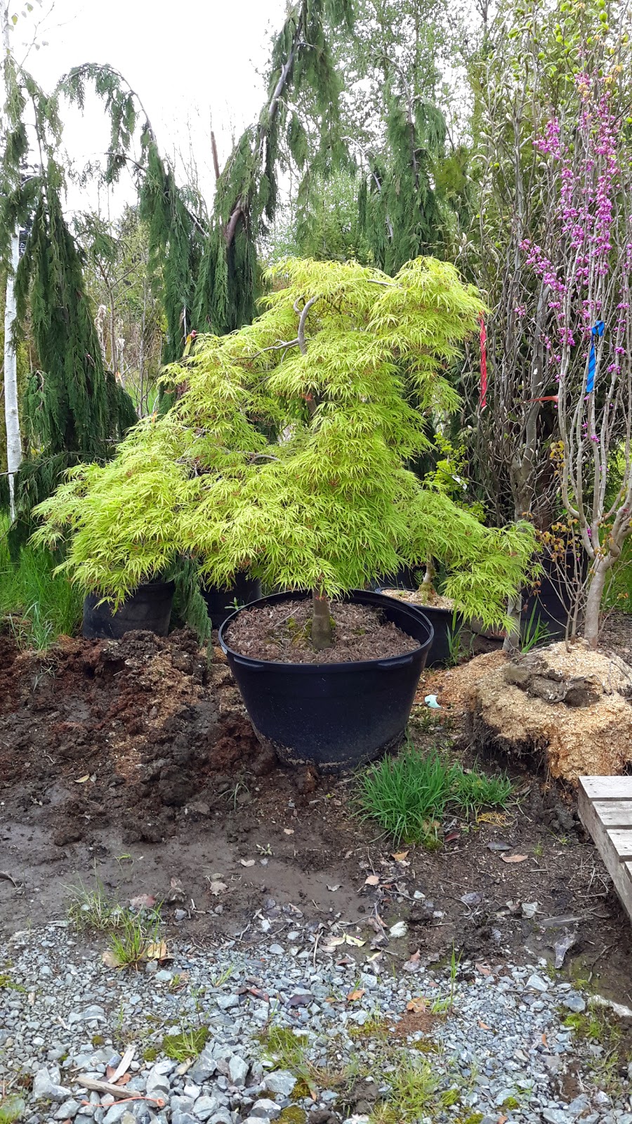 Frost Nursery | 5863 Beatty Rd, Abbotsford, BC V4X 2E9, Canada | Phone: (604) 607-7171