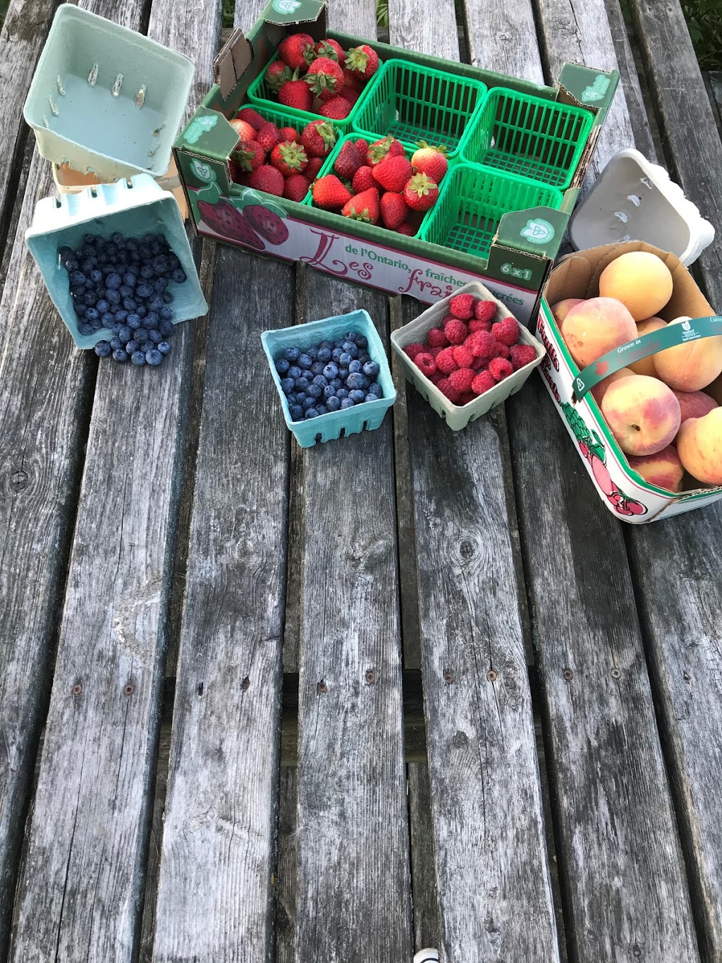 Wellington Produce Packaging | 410 Sligo Rd W, Mount Forest, ON N0G 2L0, Canada | Phone: (519) 323-1060