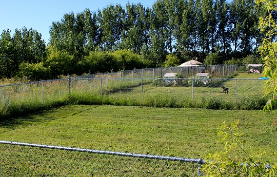 K-Lane Kennels | Box 172, Kronau, SK S0G 2T0, Canada | Phone: (306) 781-2774