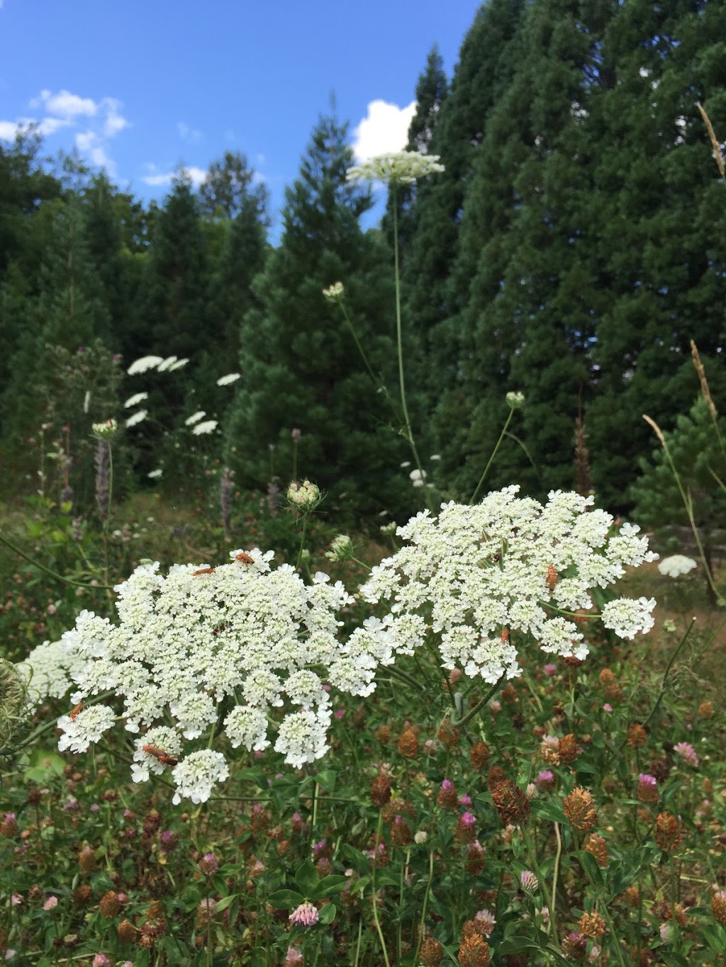 Godwin Farm Biodiversity Preserve | 9016 164 St, Surrey, BC V4N 2Z8, Canada | Phone: (604) 501-5050