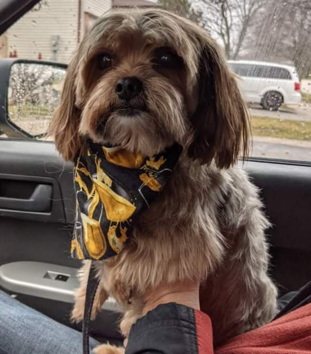 Shaggy Doos | 29 Laurie Crescent, Barrie, ON L4M 6C7, Canada | Phone: (705) 220-3667