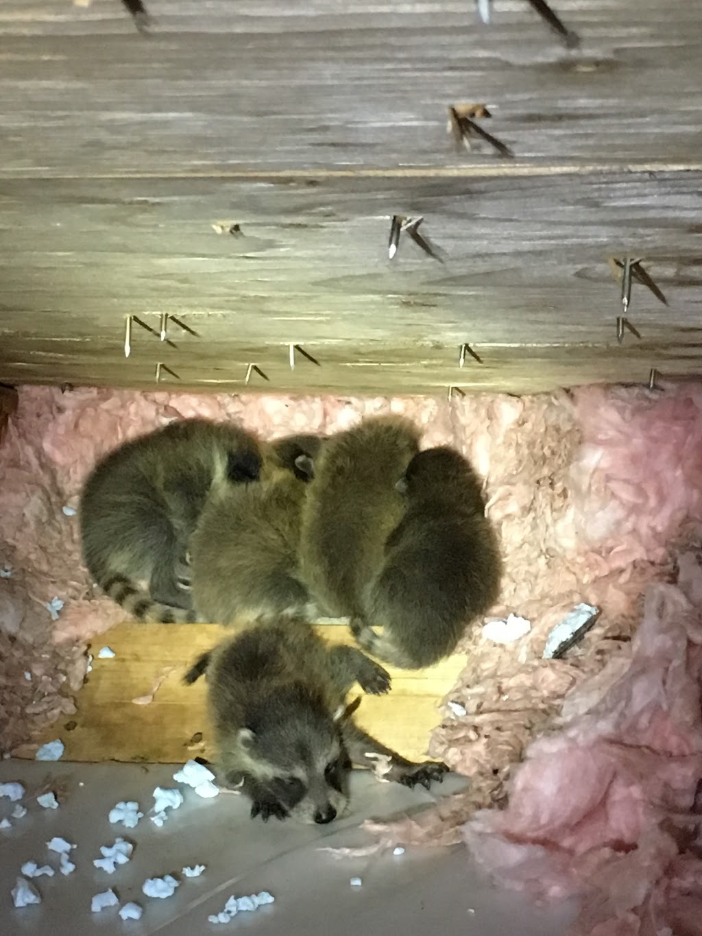 Tracks Wildlife Control | 10110 Fernhill Dr, Denfield, ON N0M 1P0, Canada | Phone: (519) 870-0561