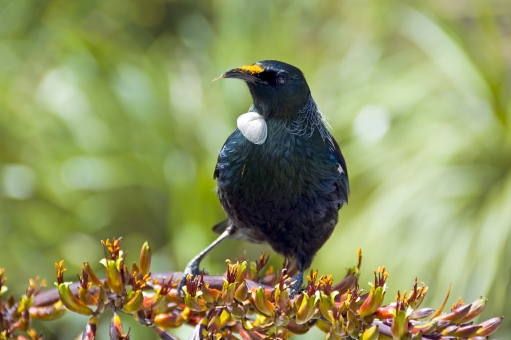 Eagle-Eye Tours | 4711 Galena St, Windermere, BC V0B 2L2, Canada | Phone: (250) 342-8640