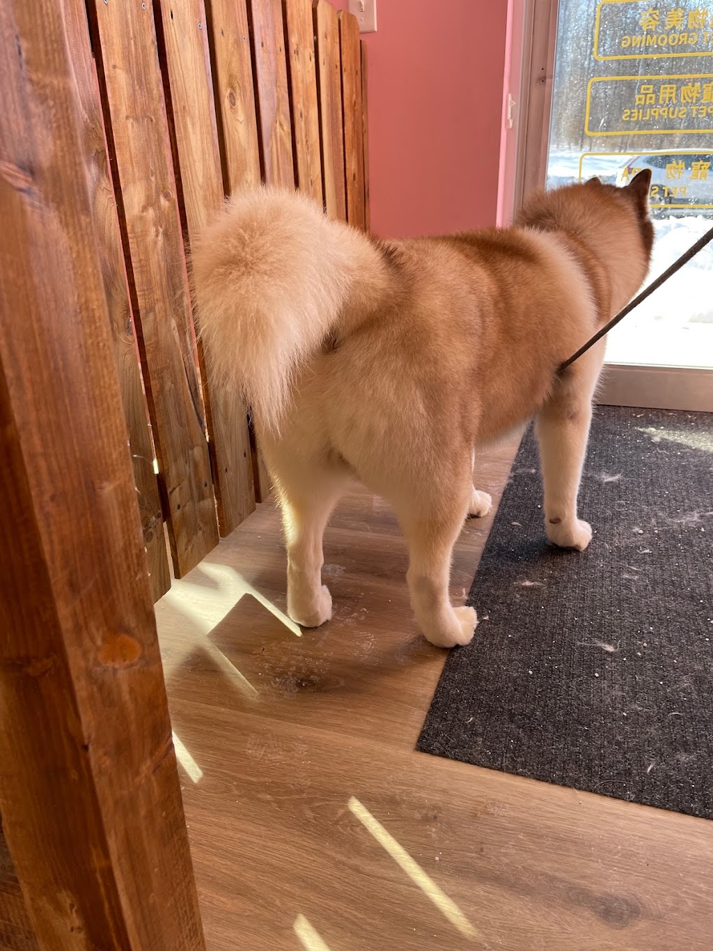 Cutie Club Pet Grooming | 5631 Steeles Ave E unit 7, Scarborough, ON M1V 5P6, Canada | Phone: (416) 792-6118