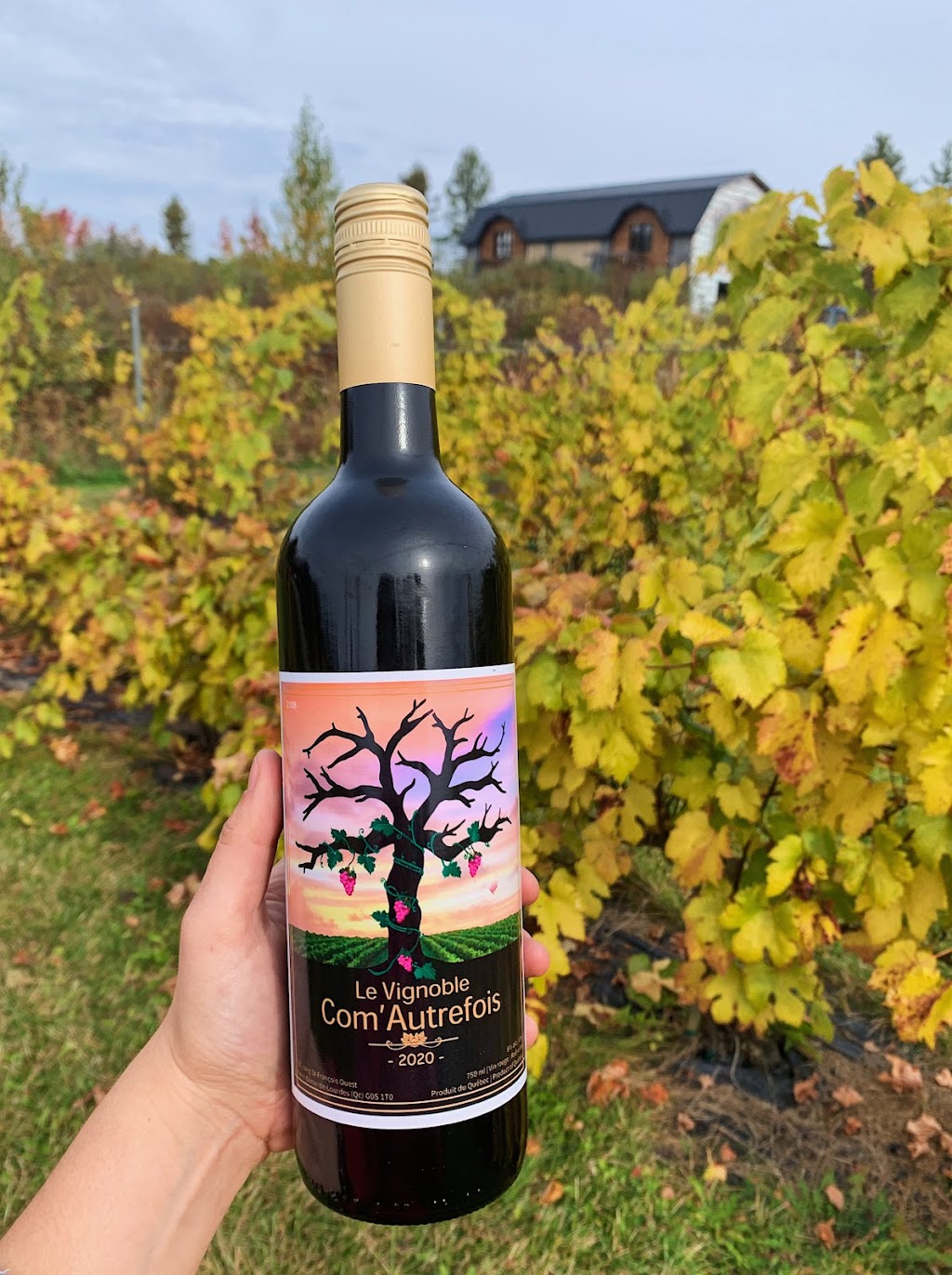 Le Vignoble ComAutrefois | 737 Rang St François, Notre-Dame-de-Lourdes, QC G0S 1T0, Canada | Phone: (819) 460-2696