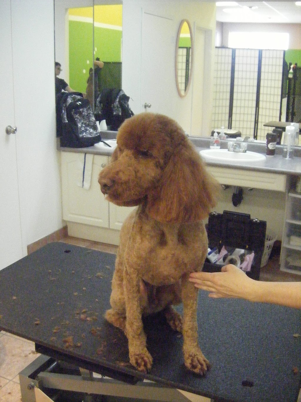 Canine Comforts | 12612 Hwy 50 #11a, Bolton, ON L7E 1T6, Canada | Phone: (905) 857-2733