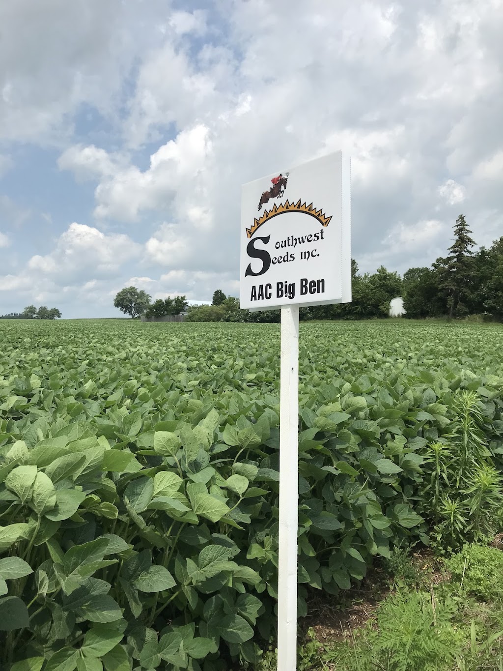 Von Martels Seed Farms Inc. | 19686 Scane Rd, Ridgetown, ON N0P 2C0, Canada | Phone: (519) 674-0054