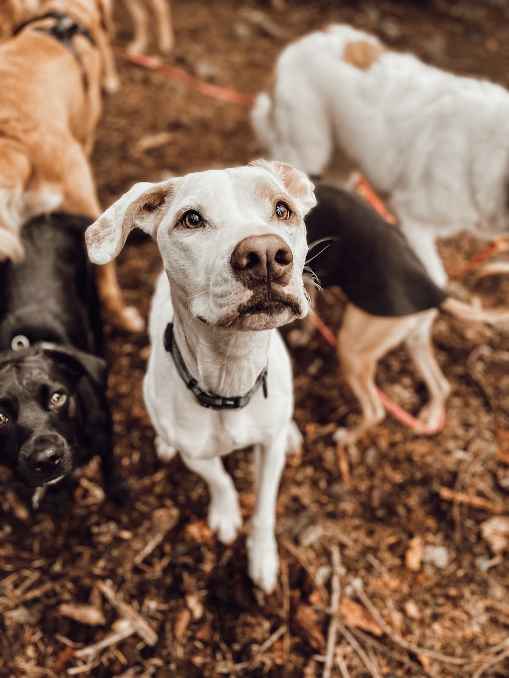 Van Island Pups | Dog Walking | Victoria, BC | 6440 W Saanich Rd, Saanichton, BC V8M 1W8, Canada | Phone: (778) 700-7782