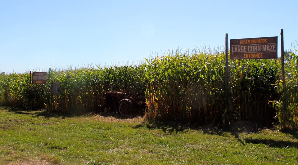 Grills Orchards | 886 Grills Rd, Belleville, ON K8N 4Z5, Canada | Phone: (613) 968-6757