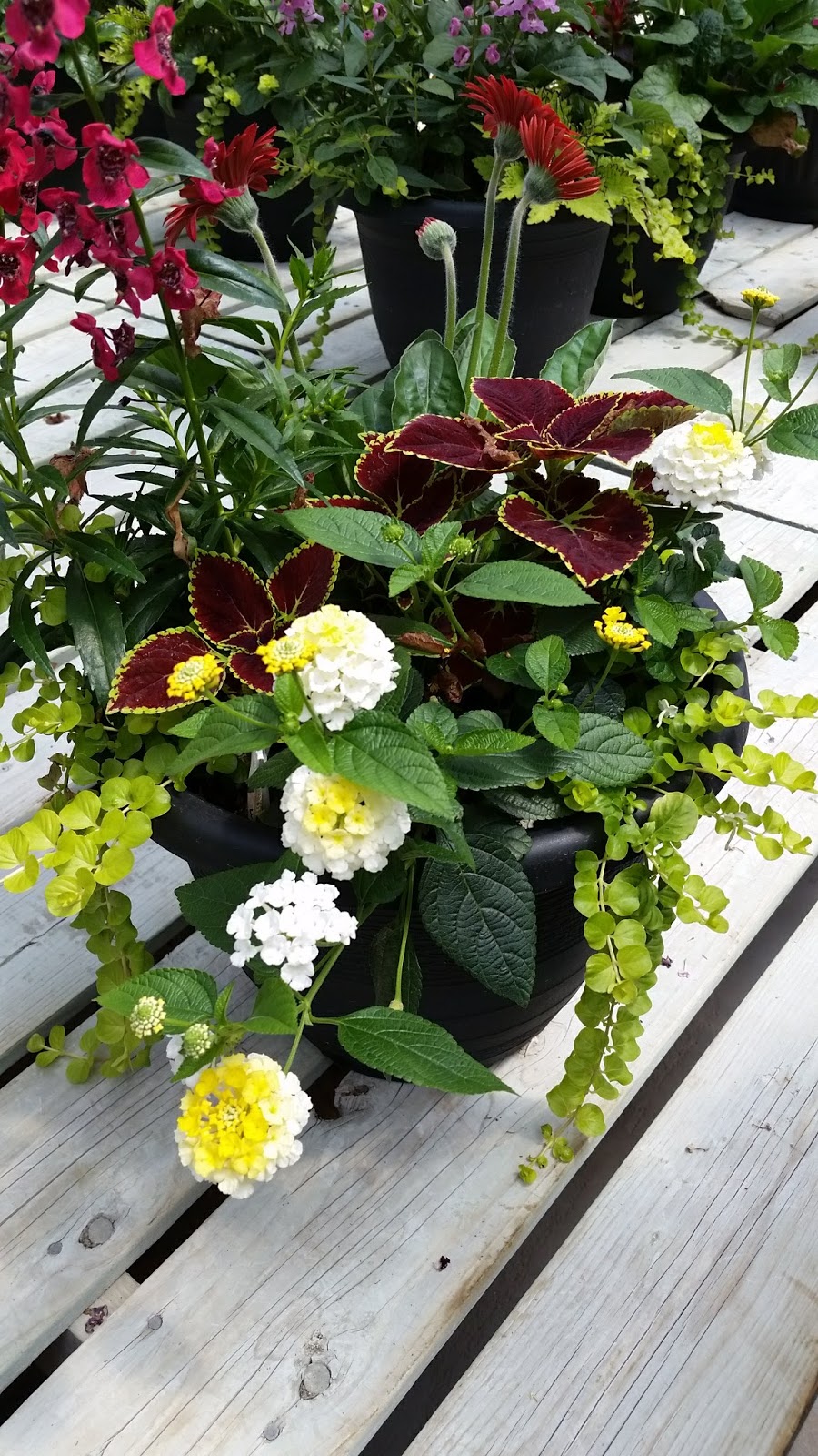 Orangeville Flowers & Greenhouses Ltd | 78 John St, Orangeville, ON L9W 2P8, Canada | Phone: (519) 941-2592
