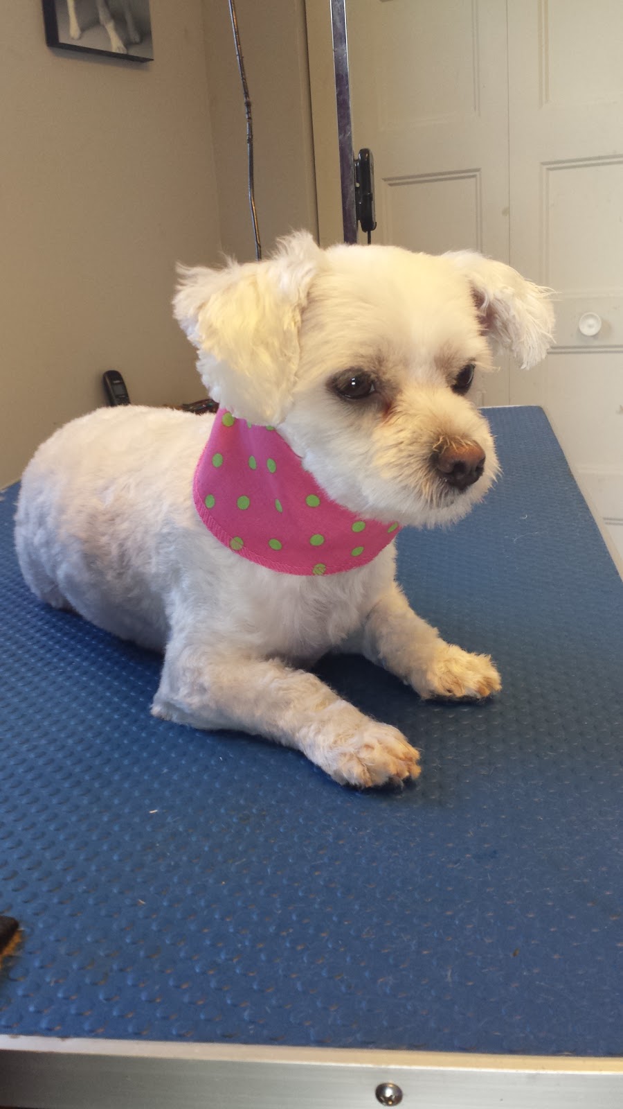 Toilettage woof-woof | St Michel, Magog, QC J1X 4H6, Canada | Phone: (819) 769-0811