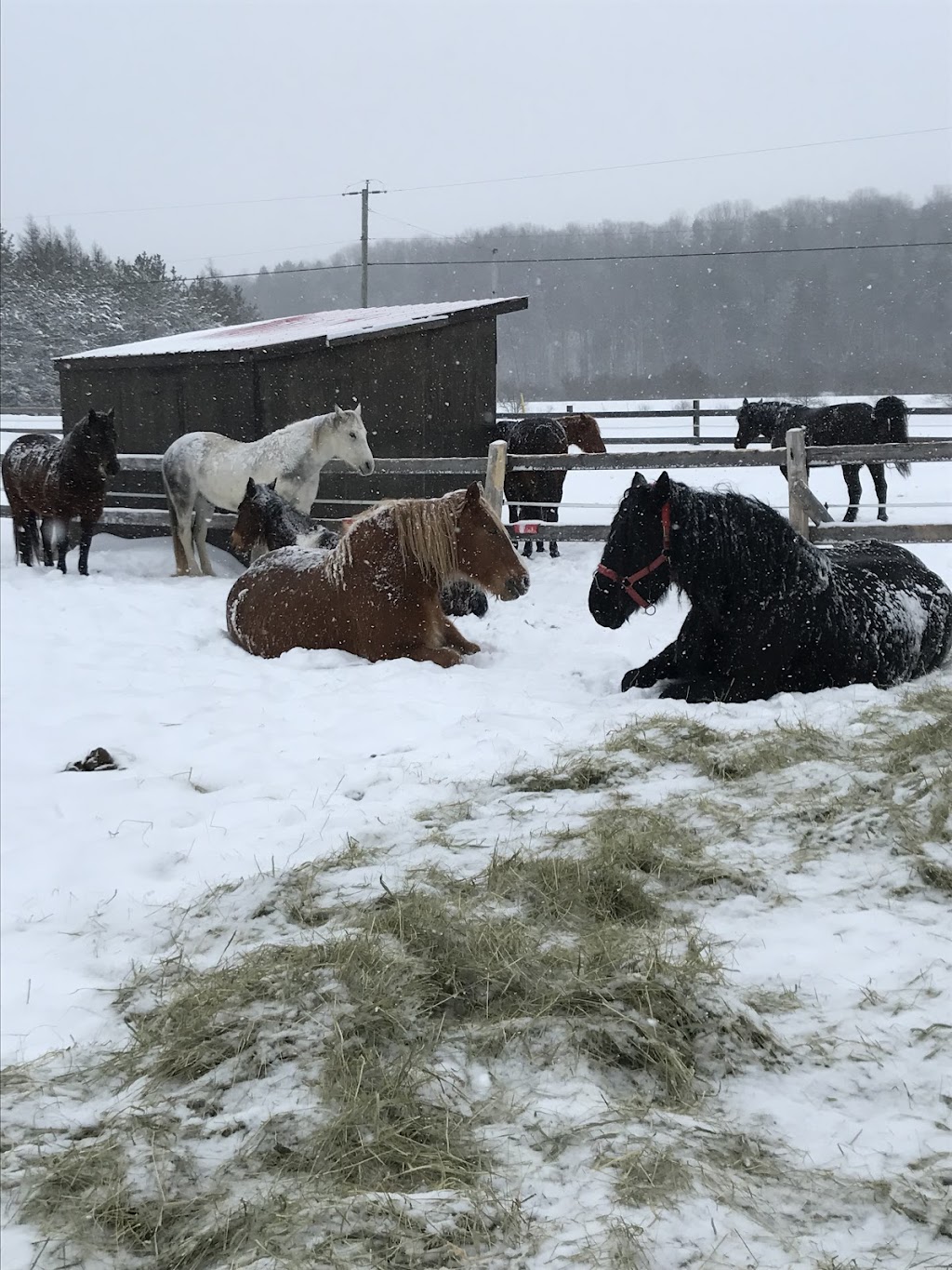 Les Écuries DOrvilliers | 425 Rang dOrvilliers, Sainte-Anne-de-la-Pérade, QC G0X 2J0, Canada | Phone: (418) 507-2365