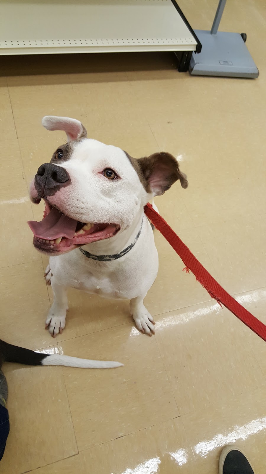 Animal Hospital of Chesterfield | 32179 23 Mile Rd, Chesterfield, MI 48047, USA | Phone: (586) 725-7900