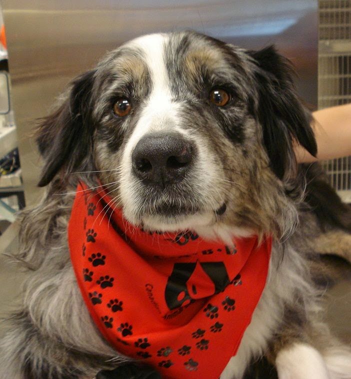 Canadian Animal Blood Bank | 2055 Notre Dame Ave, Winnipeg, MB R3H 0J9, Canada | Phone: (204) 632-2586