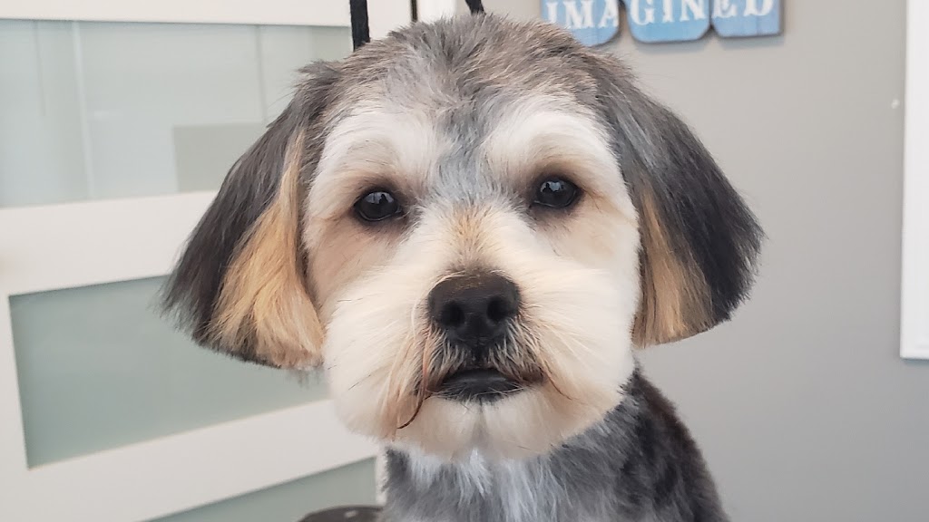 TARAS PET GROOMING | 171 Donald St, Napanee, ON K7R 2V3, Canada | Phone: (613) 328-9270