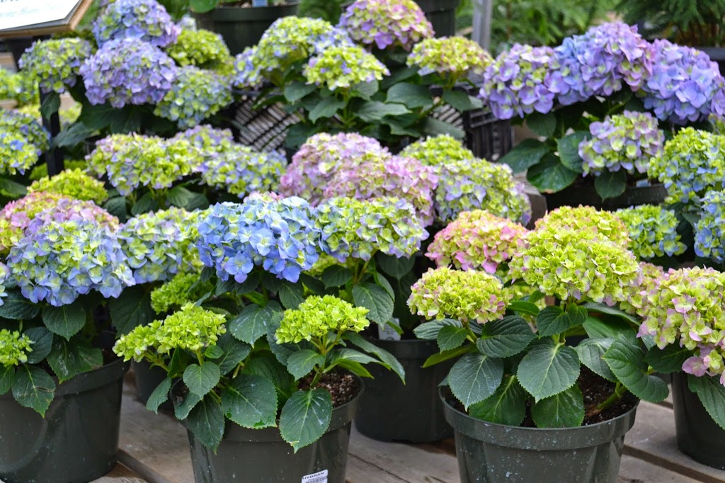 Vanderwees Garden Gallery | 6488 Mapleward Rd, Thunder Bay, ON P7G 2J9, Canada | Phone: (807) 767-3666