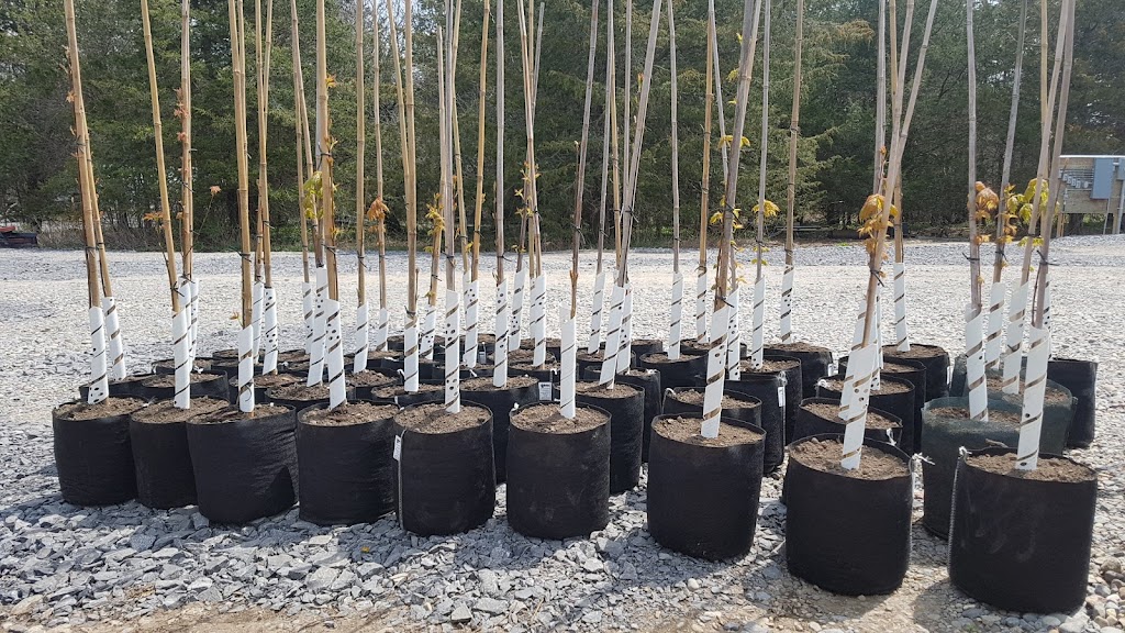 Weese Tree Preservation and Weese Nurseries | 541A S Shore Rd, Napanee, ON K7R 3K7, Canada | Phone: (613) 352-5988