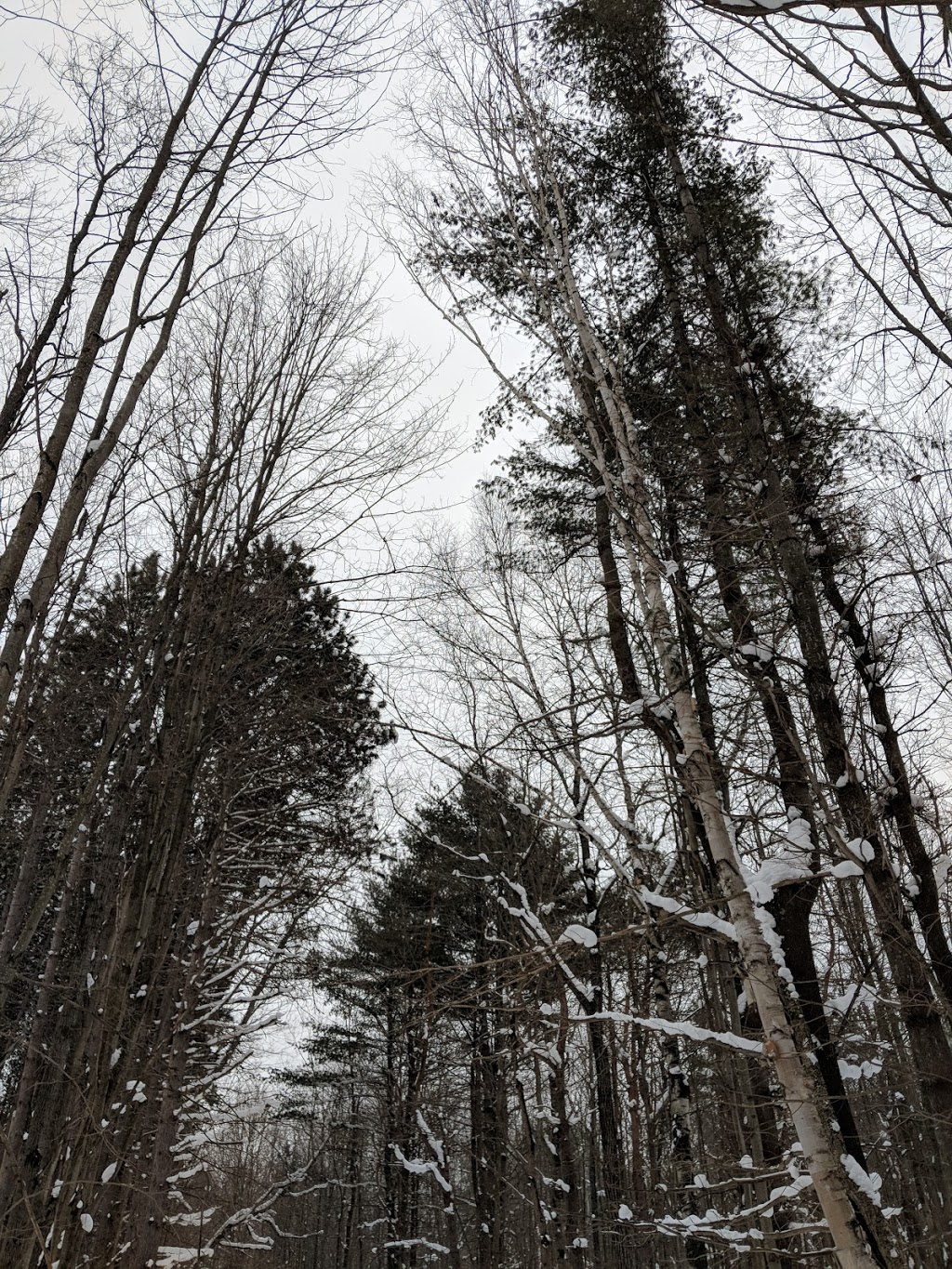 Copeland Forest | Ingram Rd, Hillsdale, ON L0L 1V0, Canada | Phone: (705) 725-7500