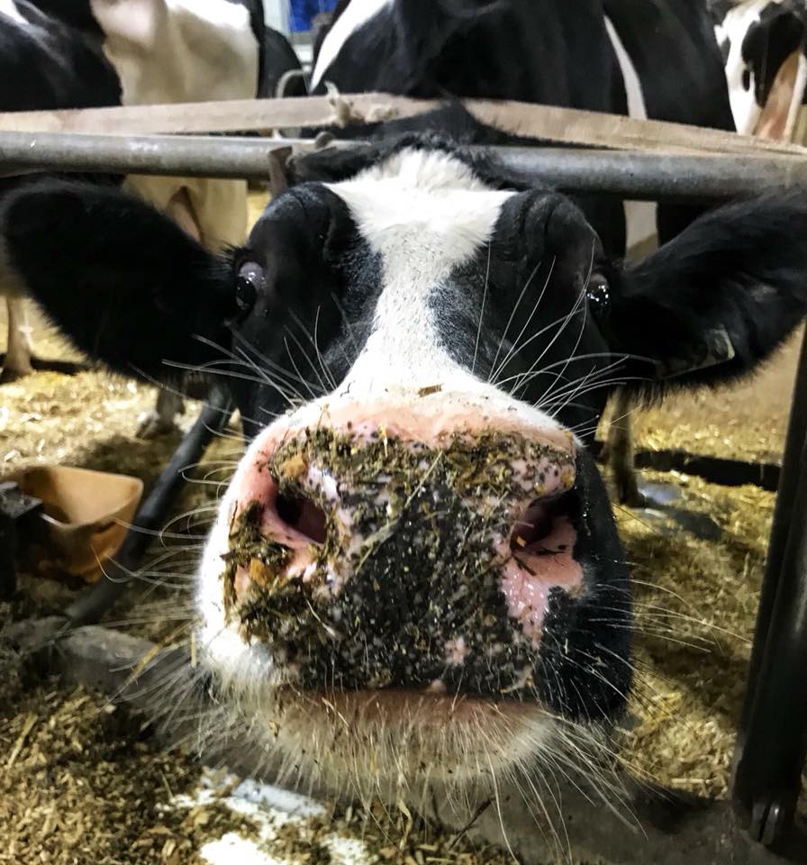 Ferme Maggy (Semoir Maggy) | 4650 Chemin des Bouvreuils, Bécancour, QC G9H 4E3, Canada | Phone: (819) 701-7546