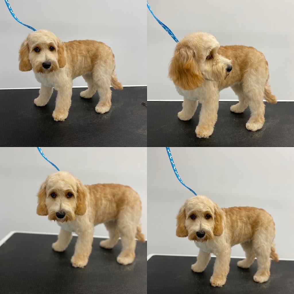 Pawllywood Pet Grooming | 1 Raymerville Dr #3a, Markham, ON L3P 5J5, Canada | Phone: (905) 209-0680