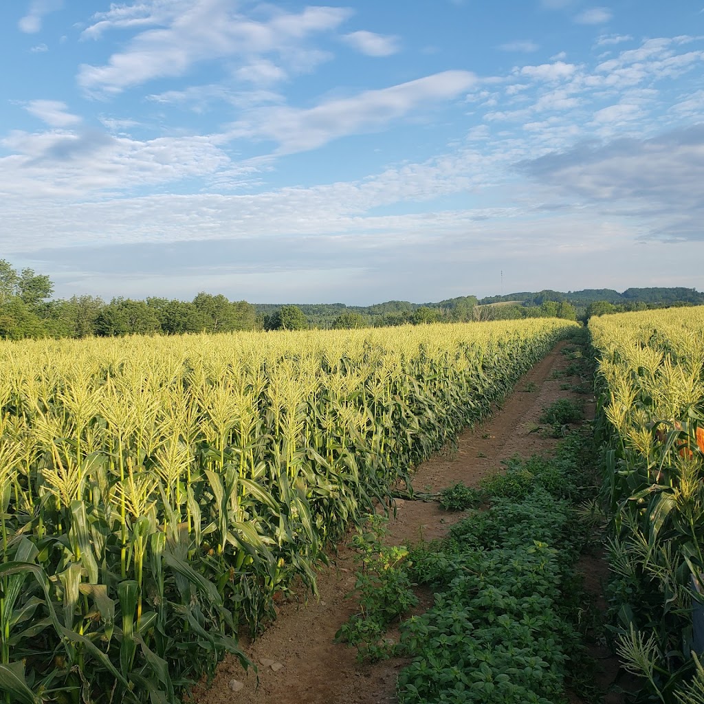 DeLong Farms | 312 Barss Corner Rd, New Germany, NS B0R 1E0, Canada | Phone: (800) 565-1230