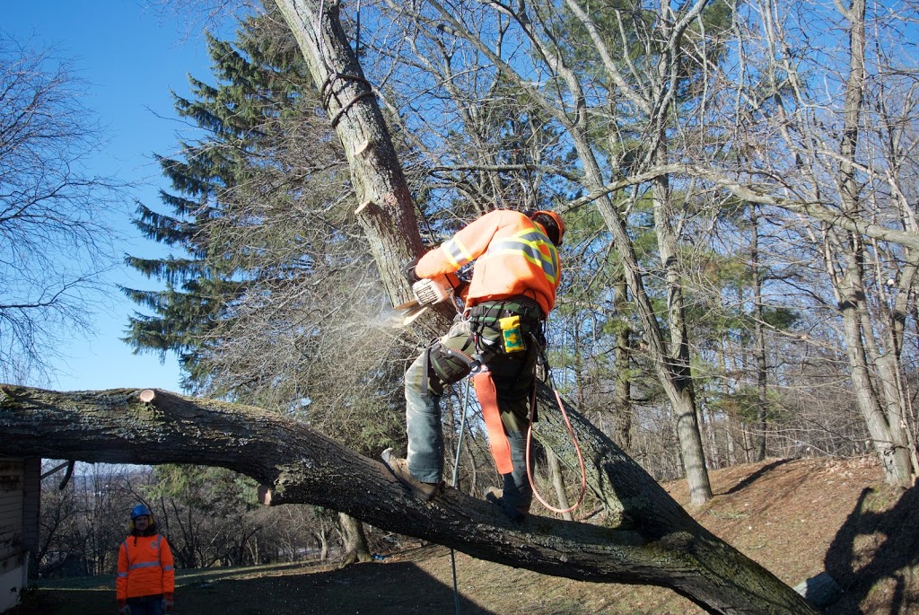 MapleGreen Tree Services | 58 Palmer Cir, Bolton, ON L7E 0A5, Canada | Phone: (416) 951-0487