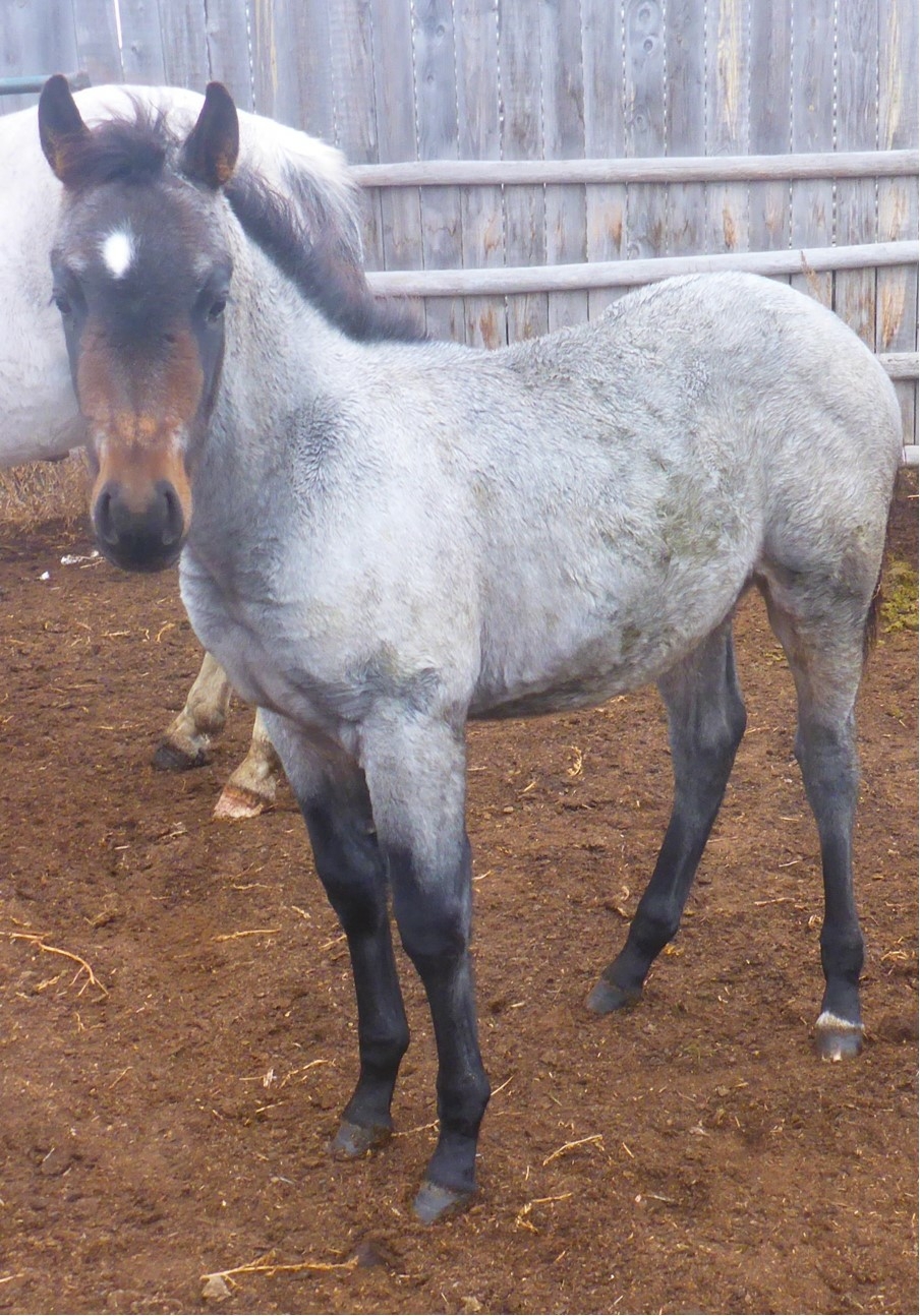 Flying k livestock | Box 129, Loreburn, SK S0H 2S0, Canada | Phone: (306) 229-1846