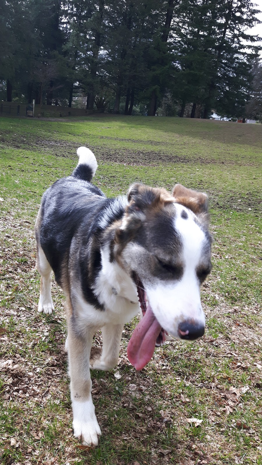 Dog Park | 33097 14 Ave, Mission, BC V2V 2P4, Canada