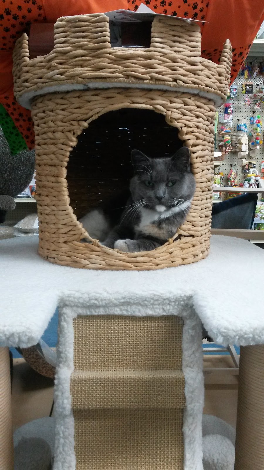 Animalerie Roufi | 855 Boulevard Ouellet, Thetford Mines, QC G6G 4X7, Canada | Phone: (418) 335-6147