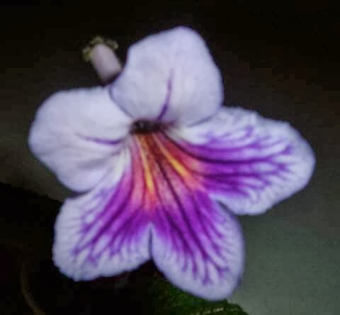 Bloomingpotty | 8395 NS-201, Middleton, NS B0S 1P0, Canada | Phone: (902) 825-4600