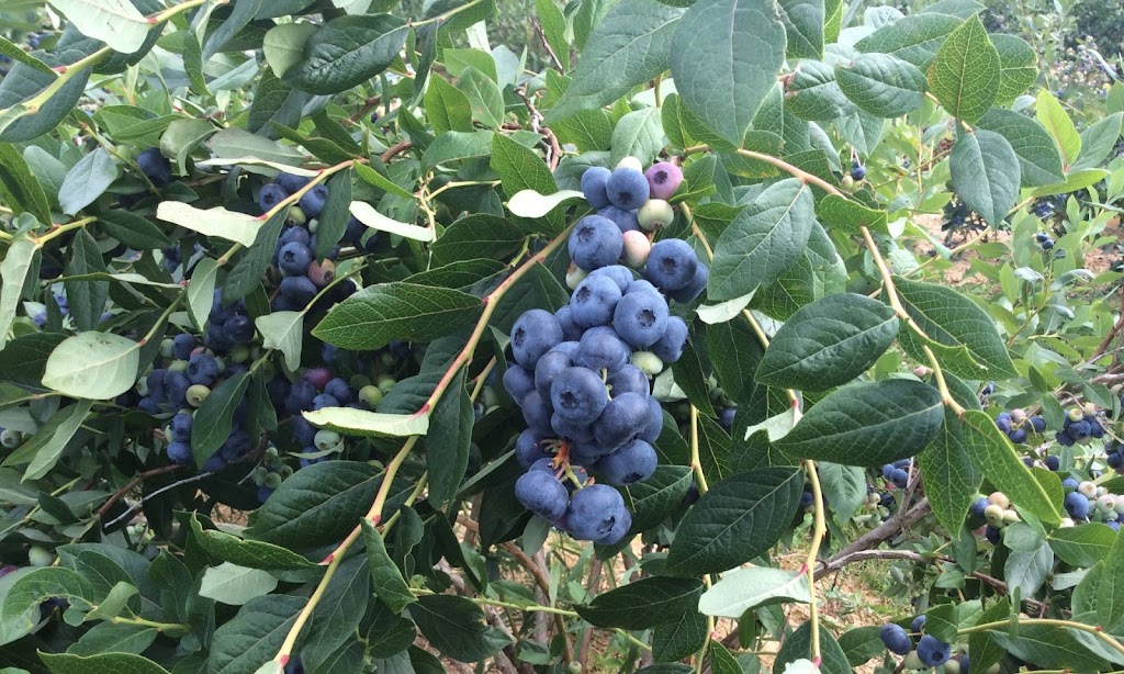 Bleuetière La Durantaye | 183 A Rang de lHêtrière, La Durantaye, QC G0R 1W0, Canada | Phone: (418) 804-0750