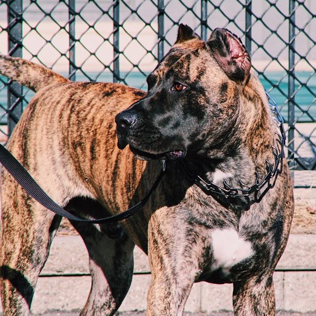 Barbosa k9s | 22 Bunting Dr, Brampton, ON L6Y 2H5, Canada | Phone: (647) 248-2411