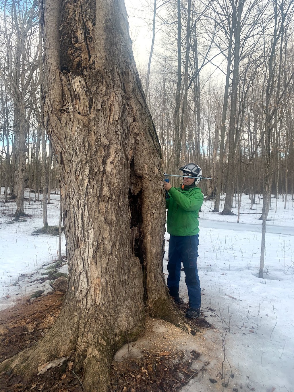 Arborist Tree Service | 1709 Beachburg Rd, Beachburg, ON K0J 1C0, Canada | Phone: (613) 639-4804
