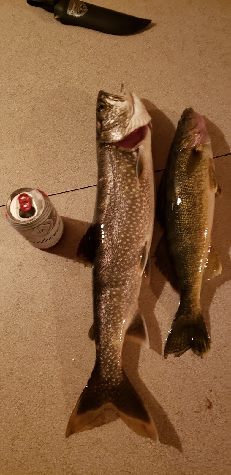 Loon Lodge Resort | 1724 Lake Temagami Access Road, Island 184, Temagami, ON P0H, Canada | Phone: (705) 237-8918