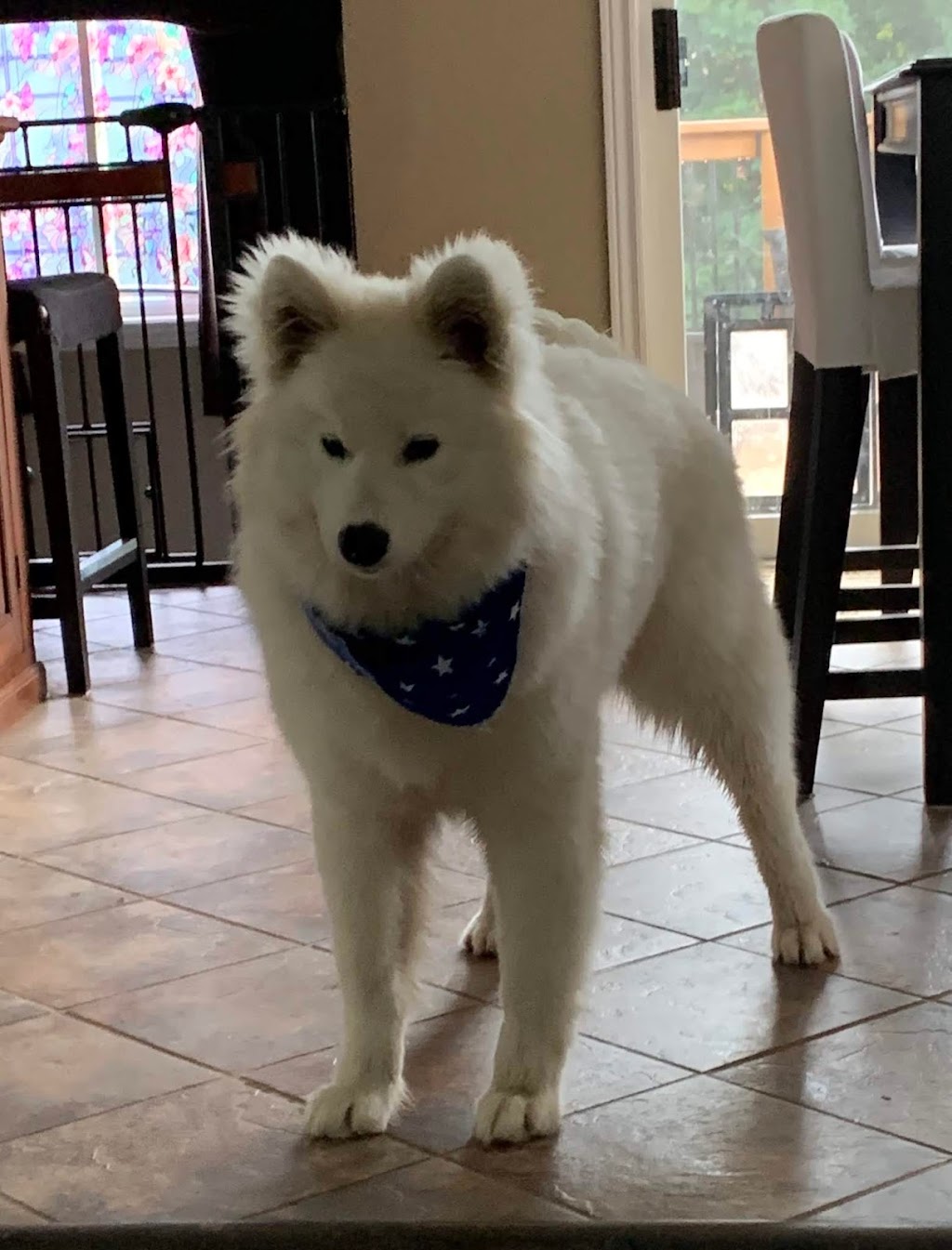 Pet Valu | 165 Wellington St W, Barrie, ON L4N 1L7, Canada | Phone: (705) 726-1721
