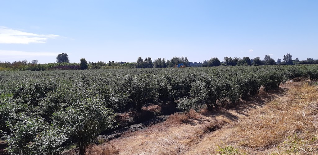 Doremi Blueberry Farm | 20006 Old Dewdney Trunk Rd, Pitt Meadows, BC V3Y 1Z1, Canada | Phone: (778) 886-9237