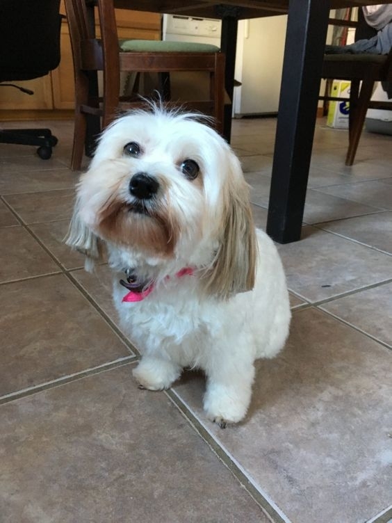 You Lucky Dog Grooming Studio | 4397 Colonel Talbot Rd, London, ON N6P 1B6, Canada | Phone: (519) 709-1687