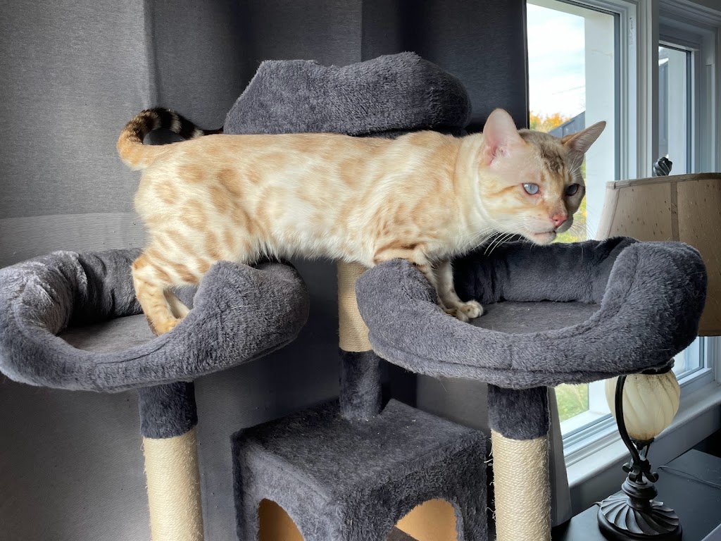 Belle Bengals | 15 Pringle Dr, Belleville, ON K8P 2L2, Canada | Phone: (613) 243-2408