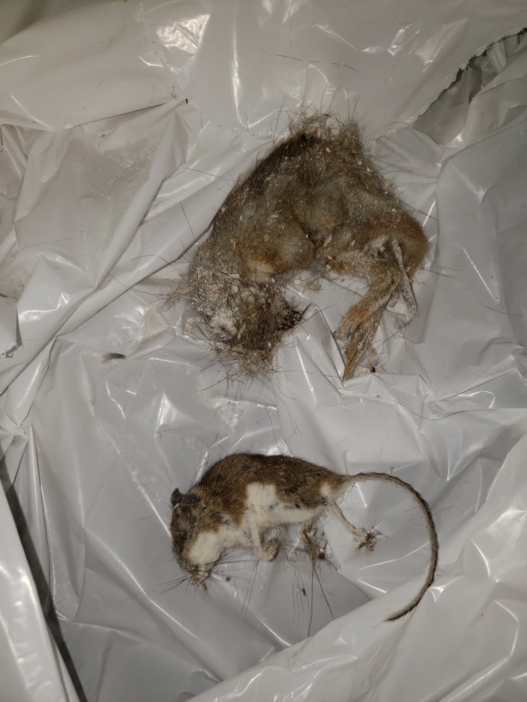 Pest Kings Wildlife & Pest Control Alliston | 140 Victoria St E, Alliston, ON L9R 1K6, Canada | Phone: (647) 988-5034