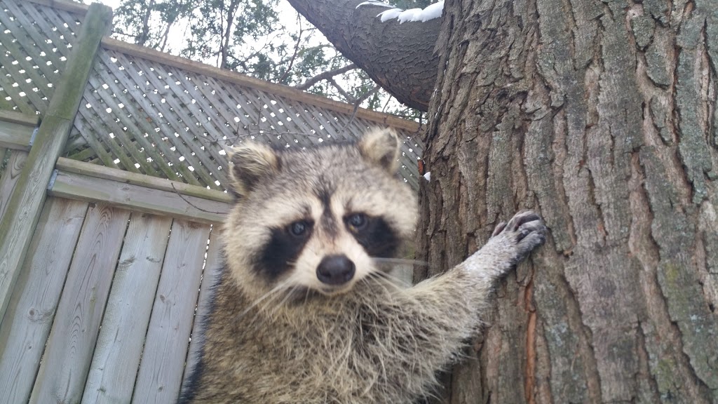 Liddle Rascals Wildlife Control | 16 Jeanette St, Scarborough, ON M1M 3G1, Canada | Phone: (416) 356-5886