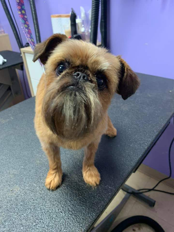 Unleashed Pet Styling | 101 Thames St N, Ingersoll, ON N5C 3C9, Canada | Phone: (587) 982-3955